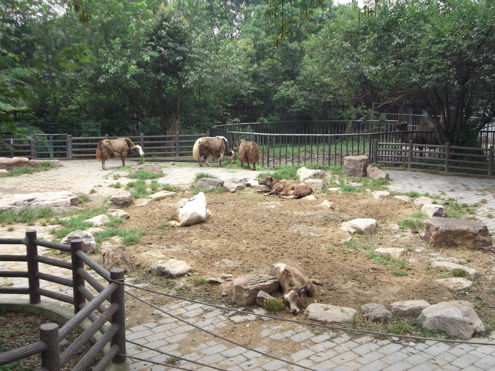 Wild (?) Yak enclosure