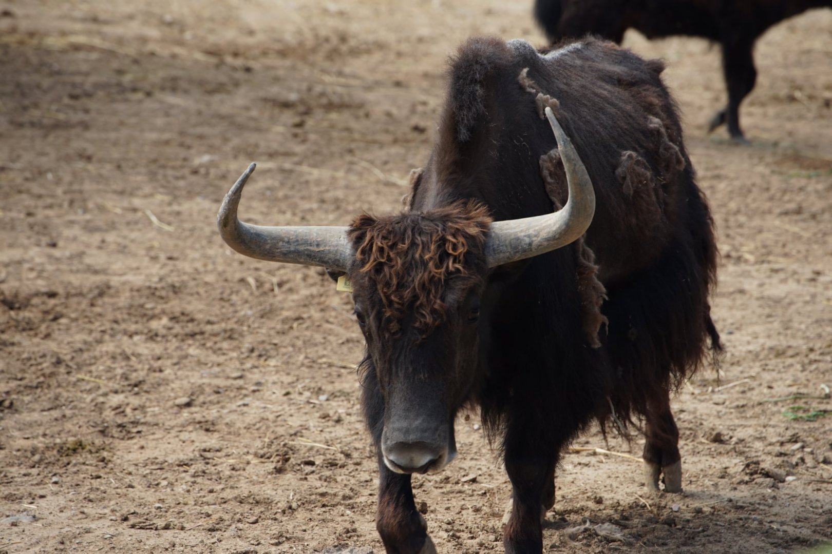 Wild Yak
