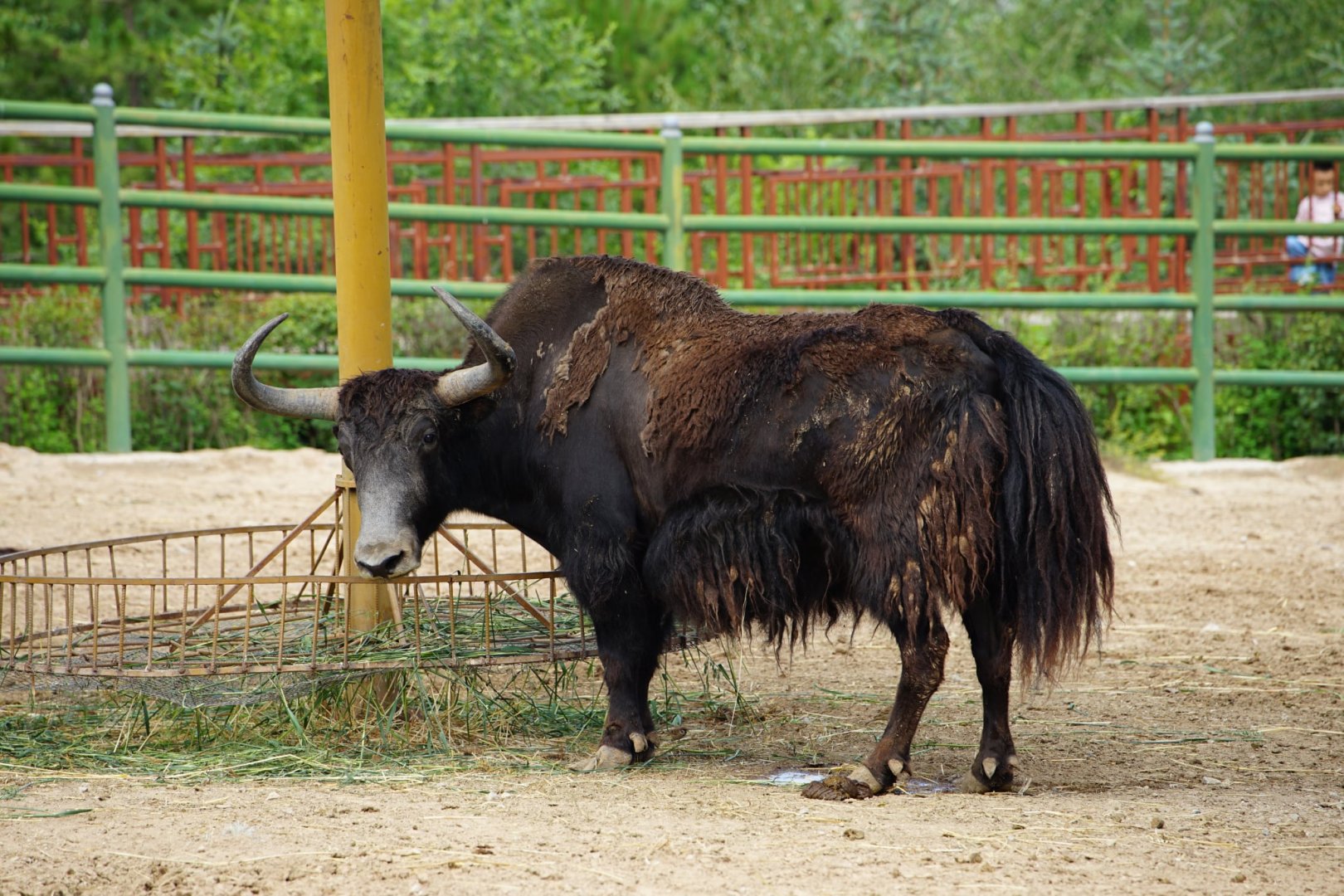 Wild Yak