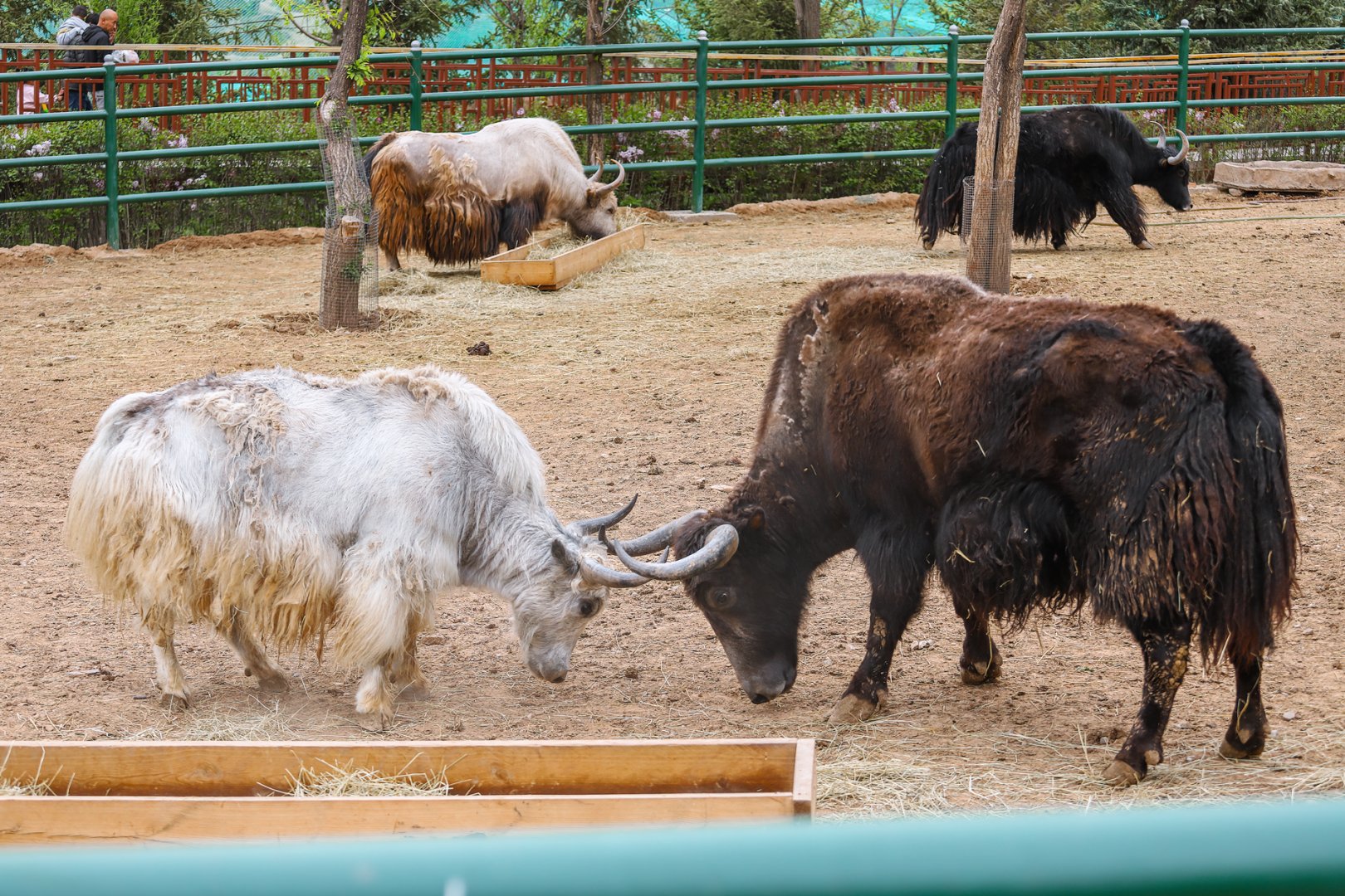 Wild Yaks vs Domestic Yaks
