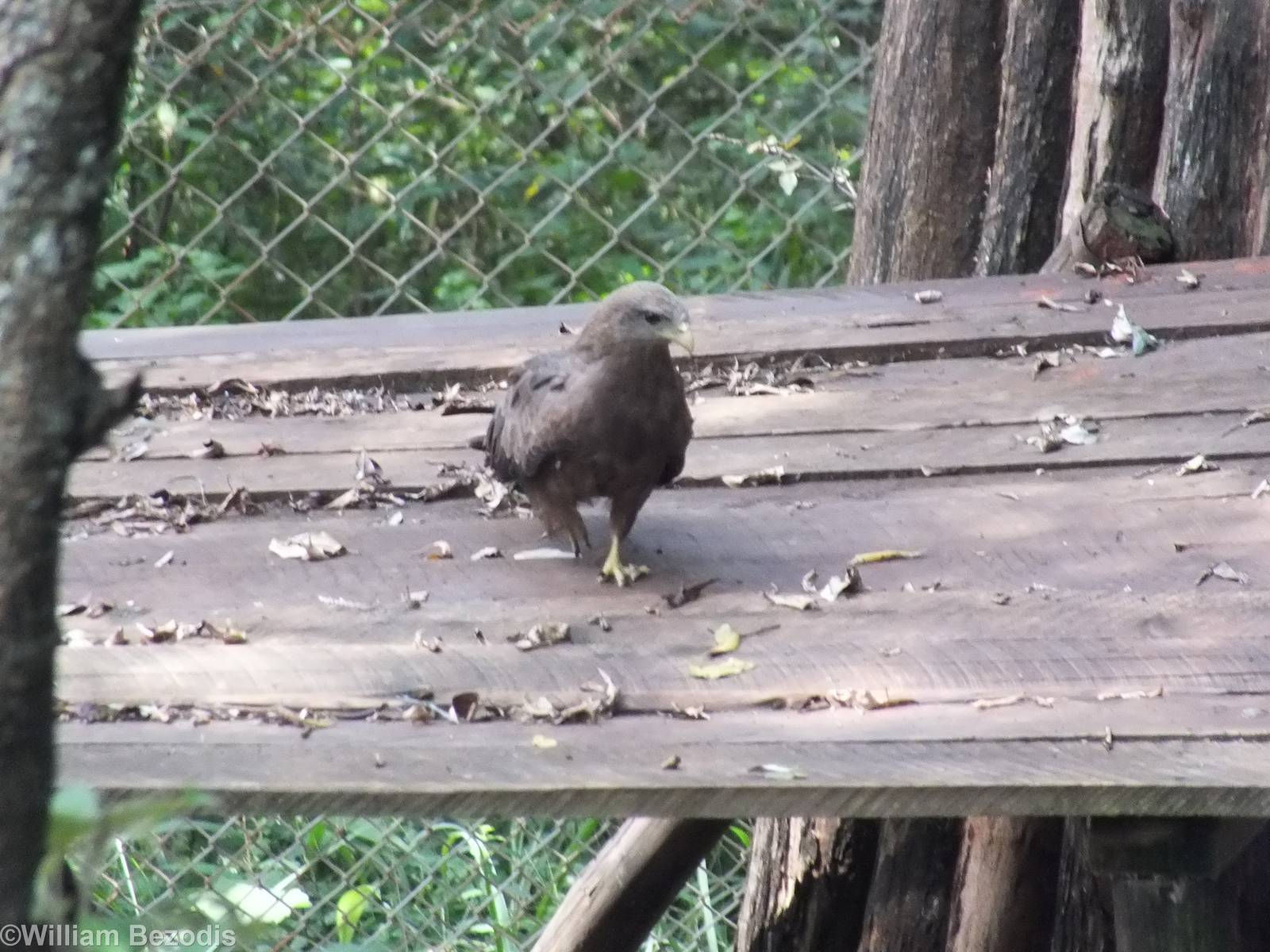 Wild Yellow-billed Kite in the Leopard Enclosure - Nairobi Safari Walk