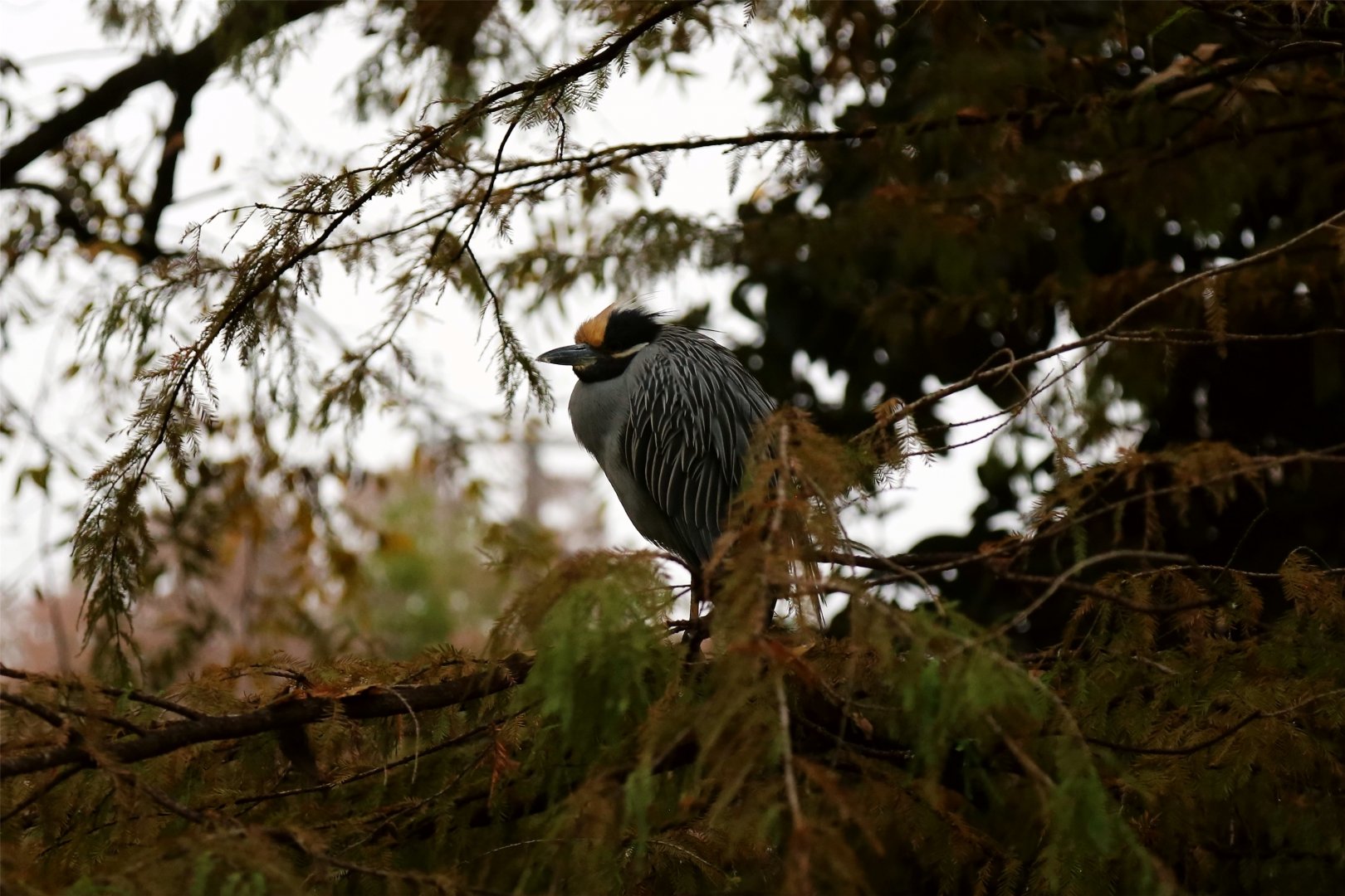 Wild Yellow-crowned Night Heron (Nyctanassa violacea)
