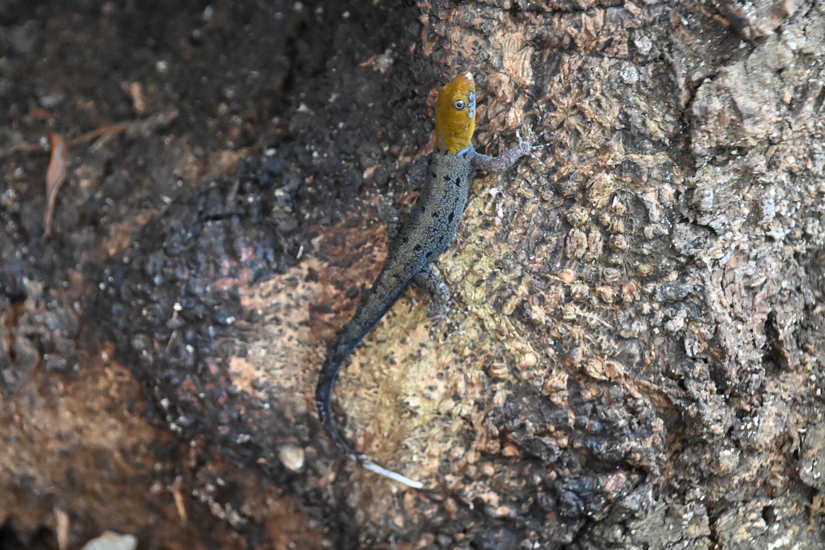 (Wild) Yellow-headed gecko (Gonatodes albogularis)