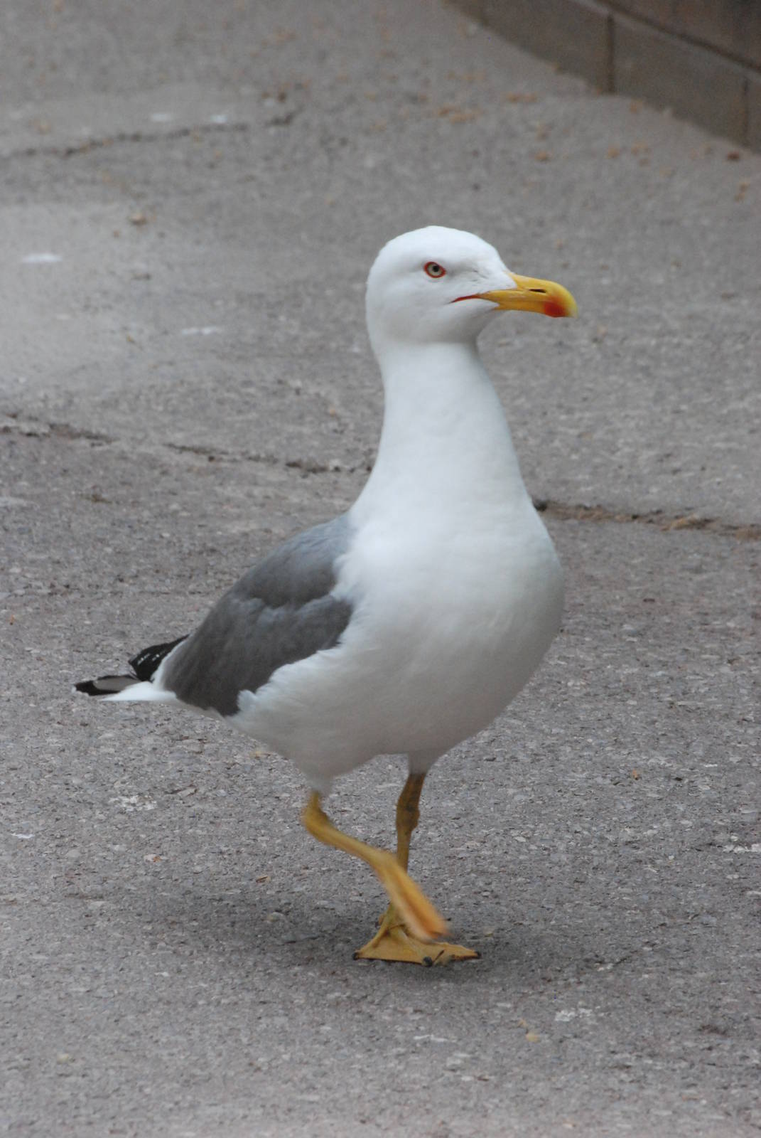 Wild Yellow-legged Gull at Barcelona, 30/05/11