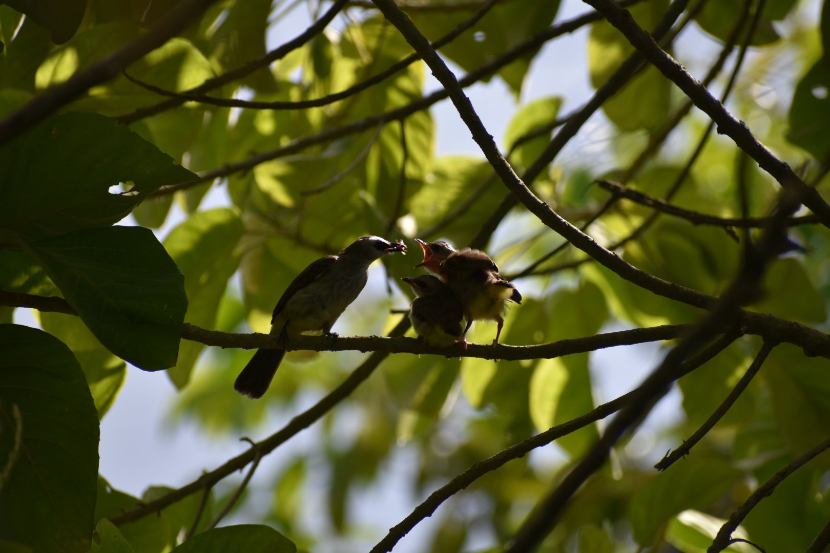 Wild Yellow Vented Bulbul feeding chicks