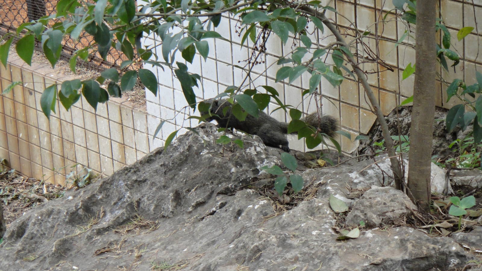 Wild Yunnan squirrel at Kunming zoo 2014-5-13