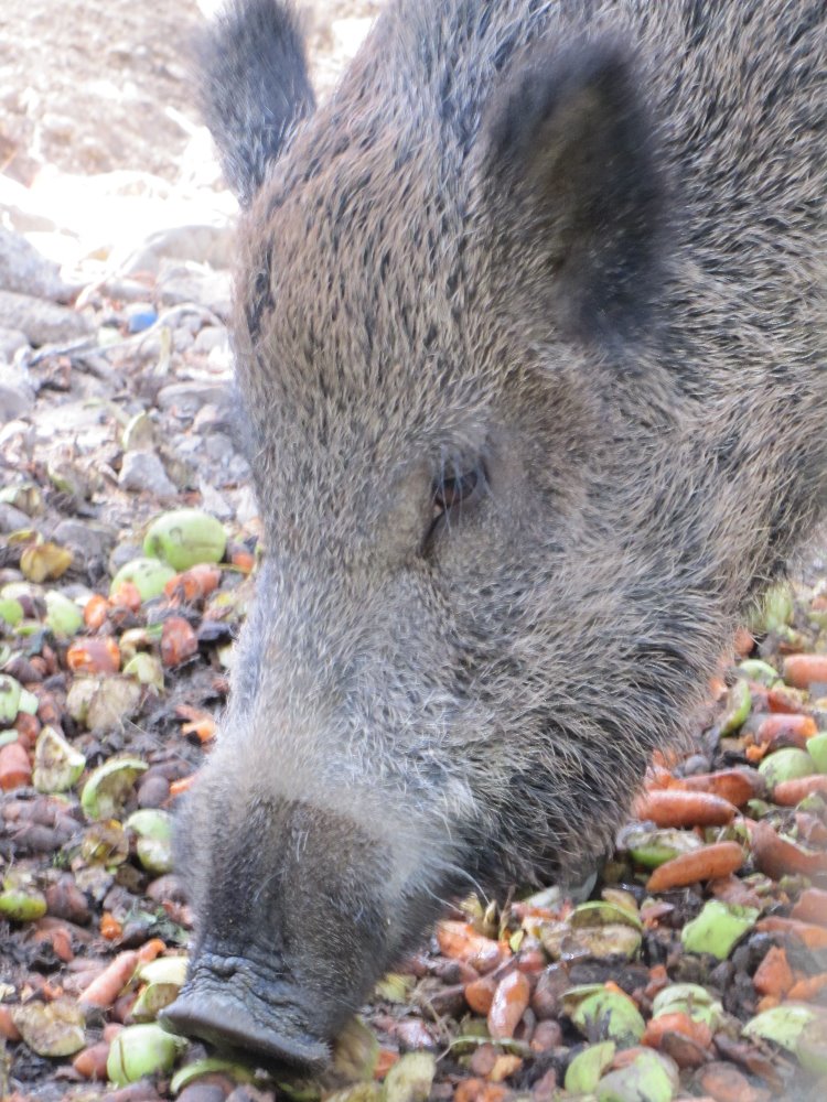 Wild_boar1
