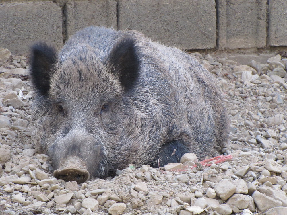 Wild_boar2
