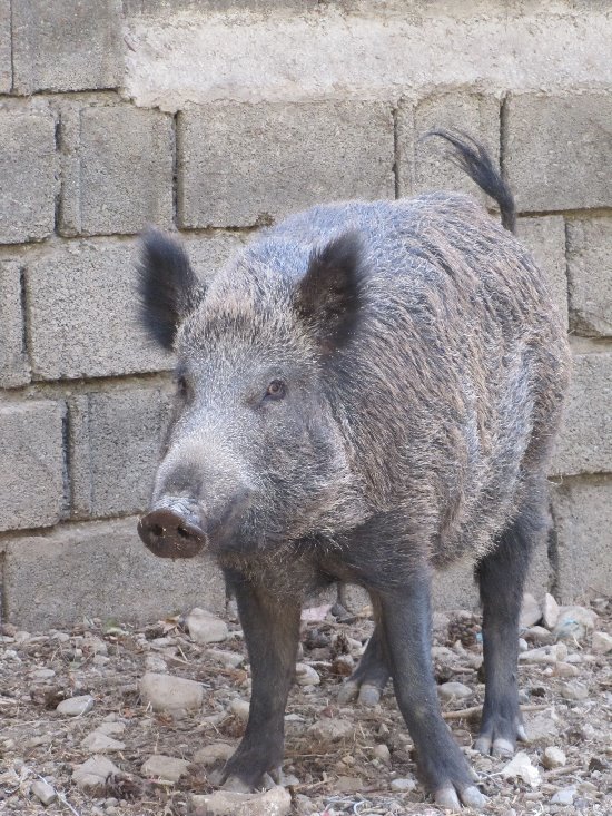 Wild_boar3