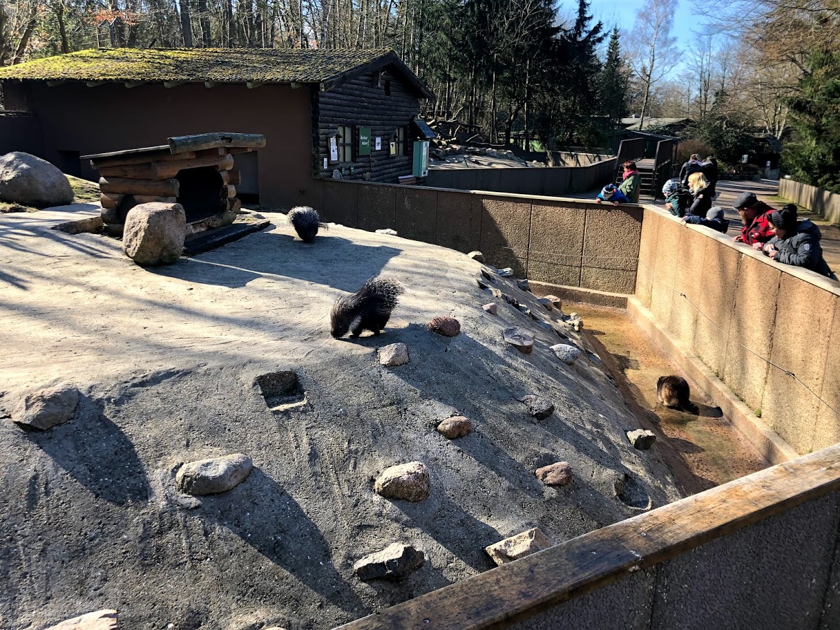 Wildaprk Lüneburger Heide- porcupines and racoons- 2021