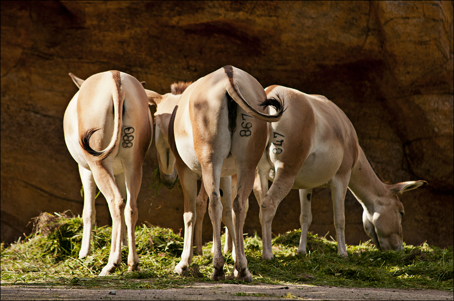 Wildass with numbers on the ass