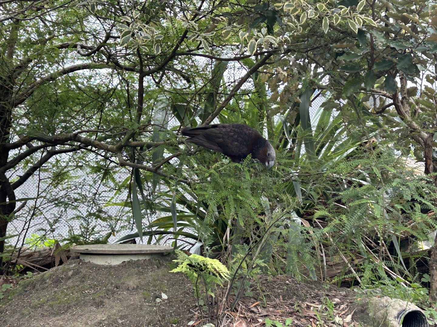 Wildbase Recovery Center - North Island Kaka