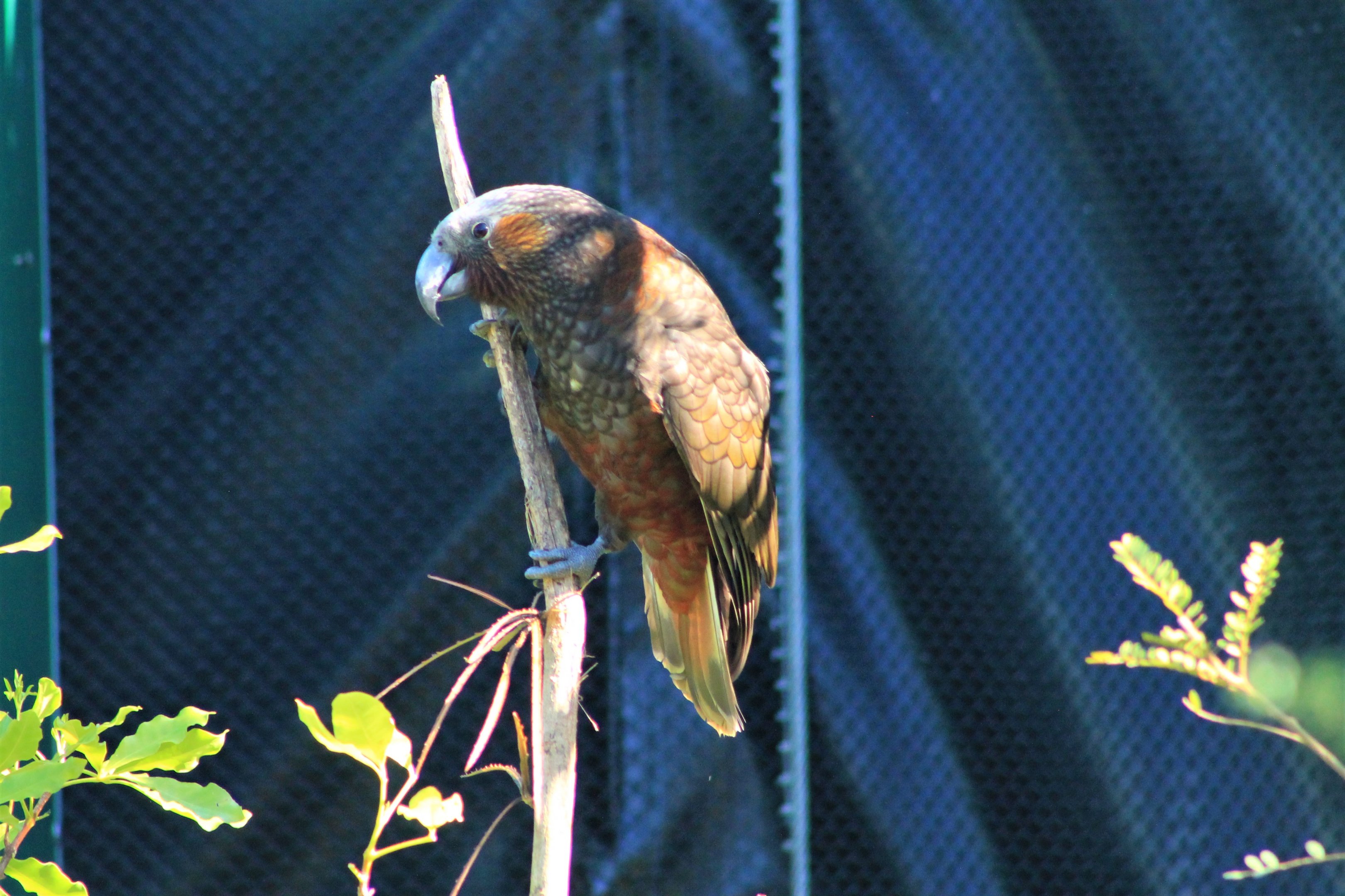 Wildbase Recovery - North Island Kaka (Nestor meridionalis)