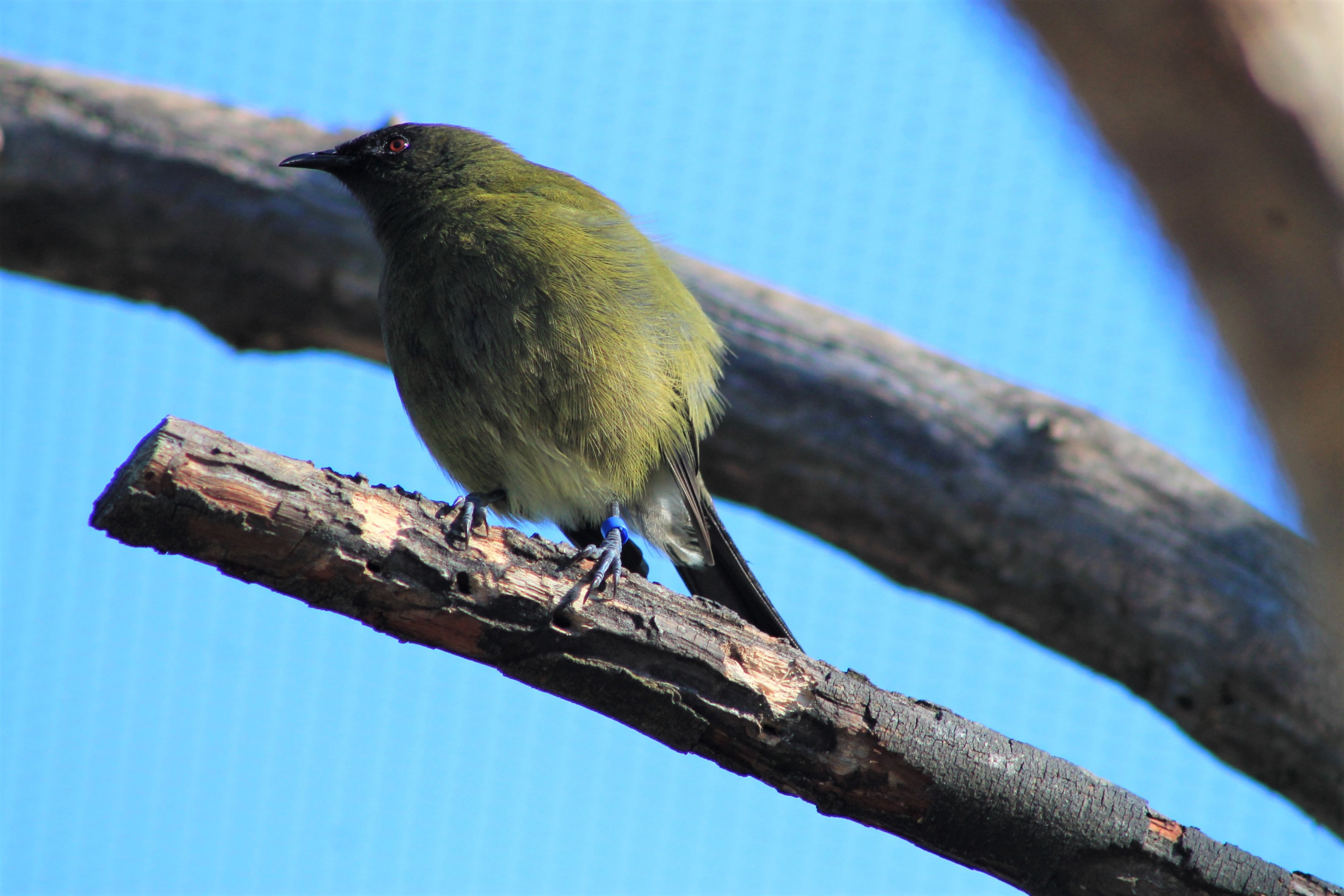 Wildbase Recovery - NZ Bellbird (Anthornis melanura)