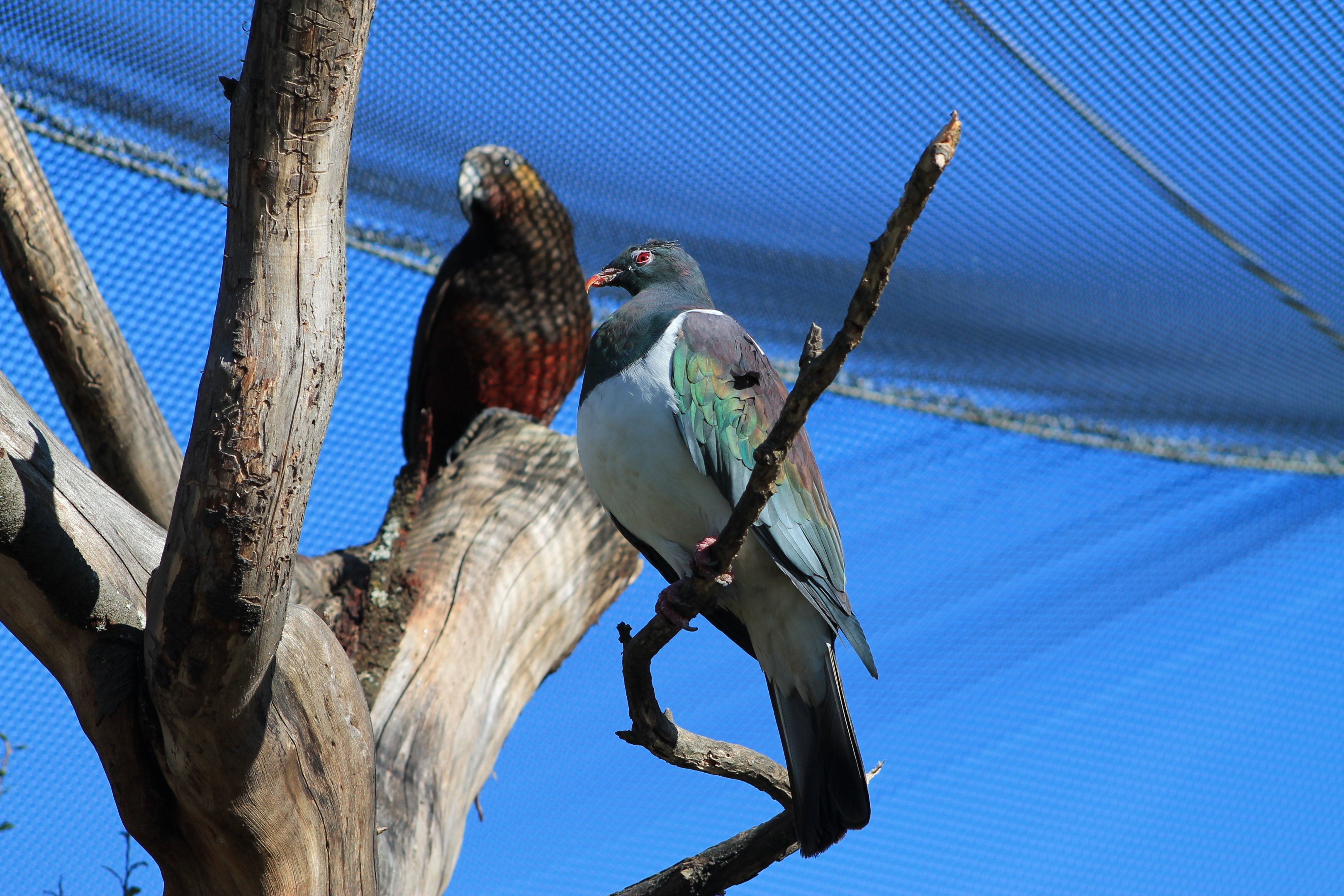 Wildbase Recovery - NZ Pigeon and North Island Kaka