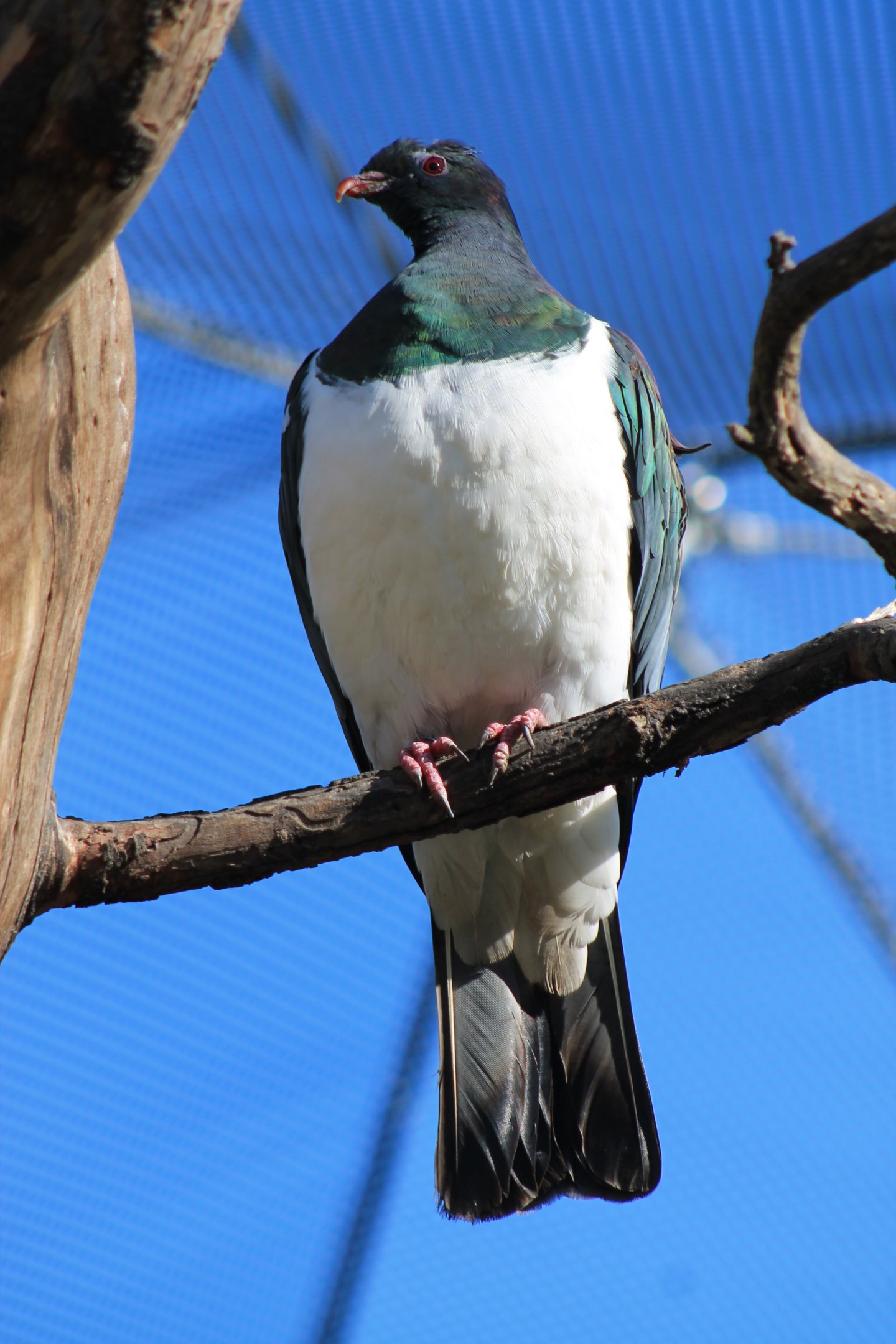 Wildbase Recovery - NZ Pigeon (Hemiphaga novaeseelandiae)