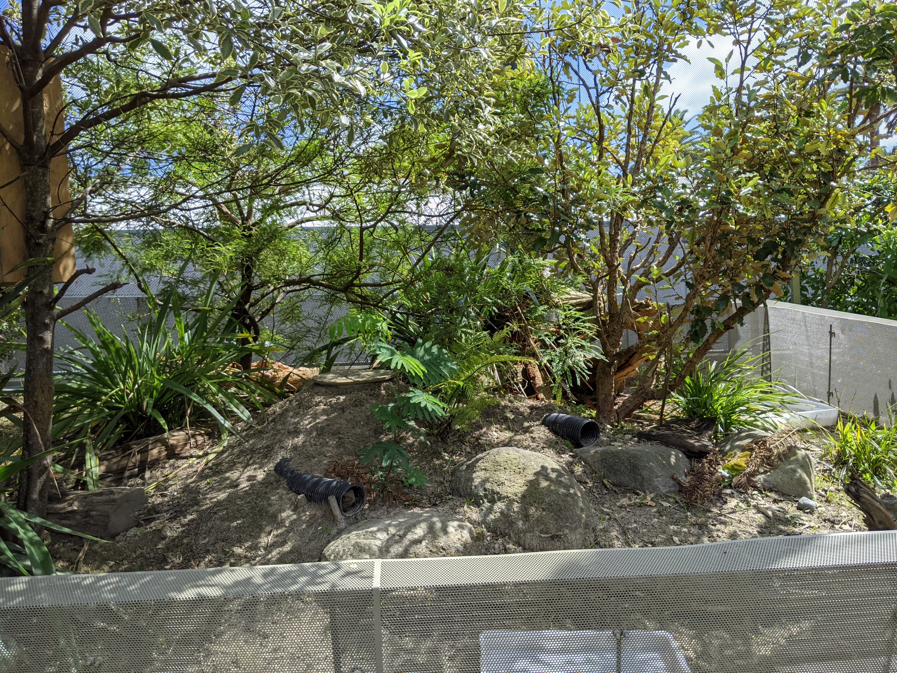 Wildbase Recovery - Tuatara enclosure