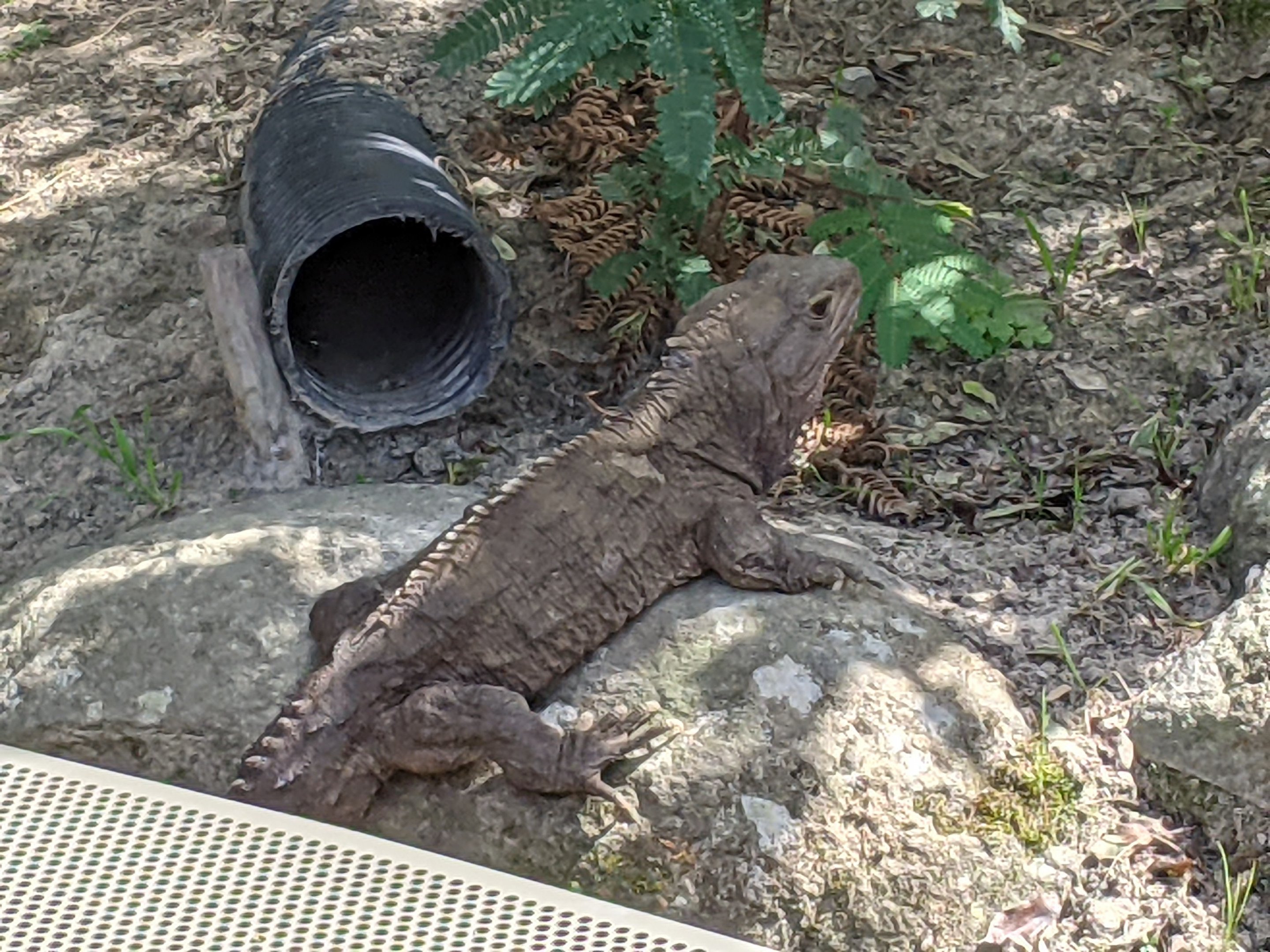 Wildbase Recovery - Tuatara