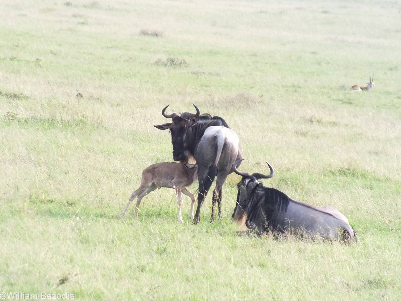 Wildbeest with Young - Maasai Mara