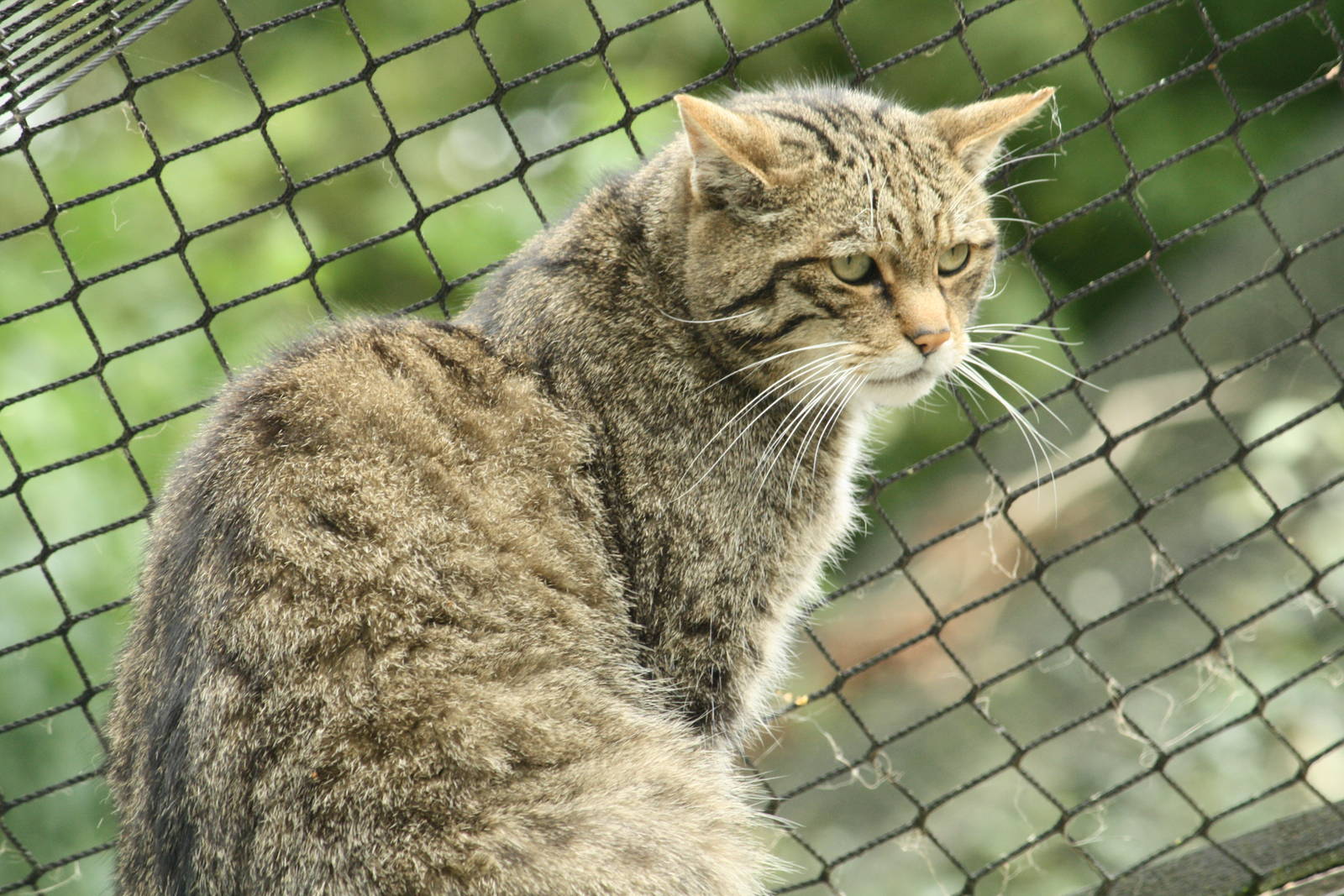 Wildcat 24 August 2010