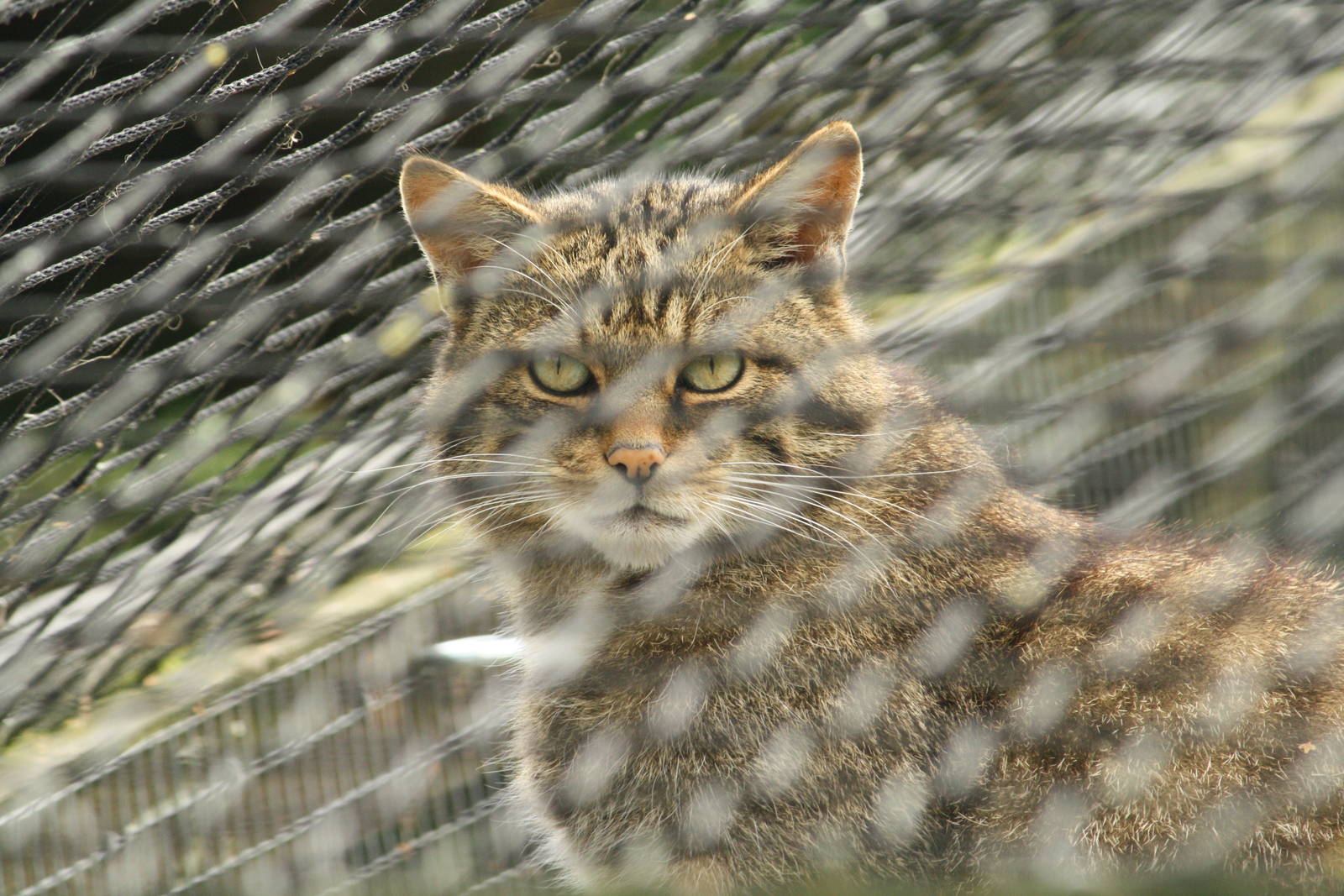 Wildcat 24 August 2010