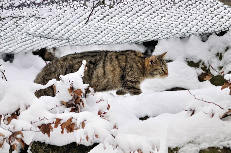 Wildcat at Wildpark Neuhaus