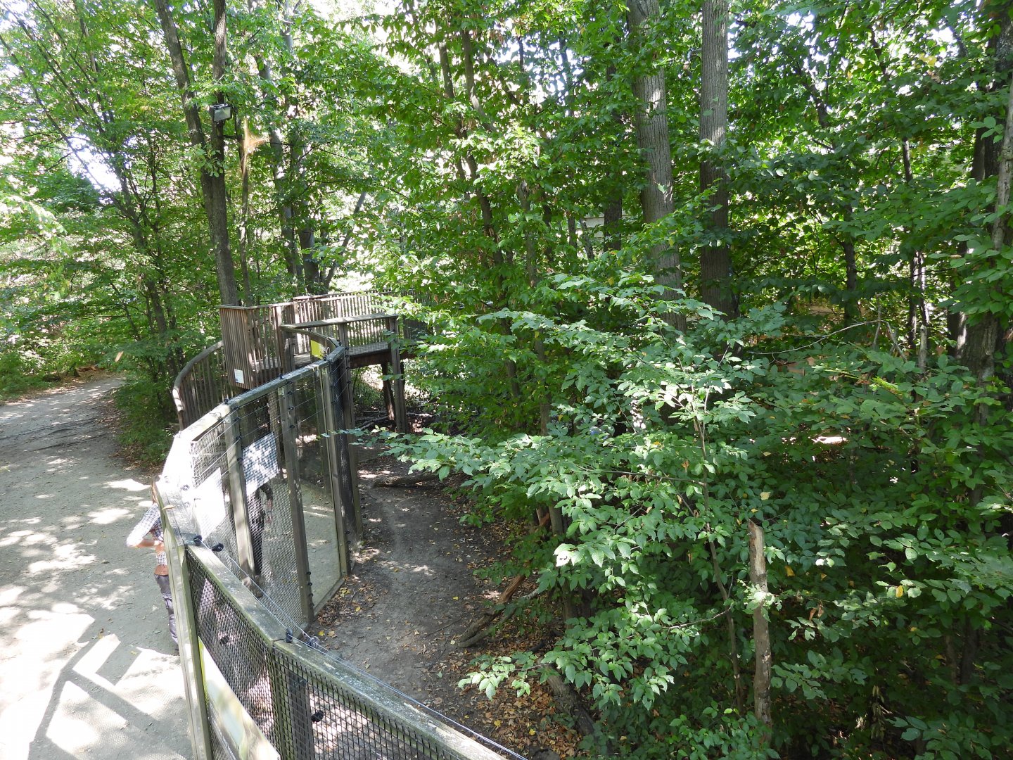 Wildcat exhibit at the national park house Thayatal