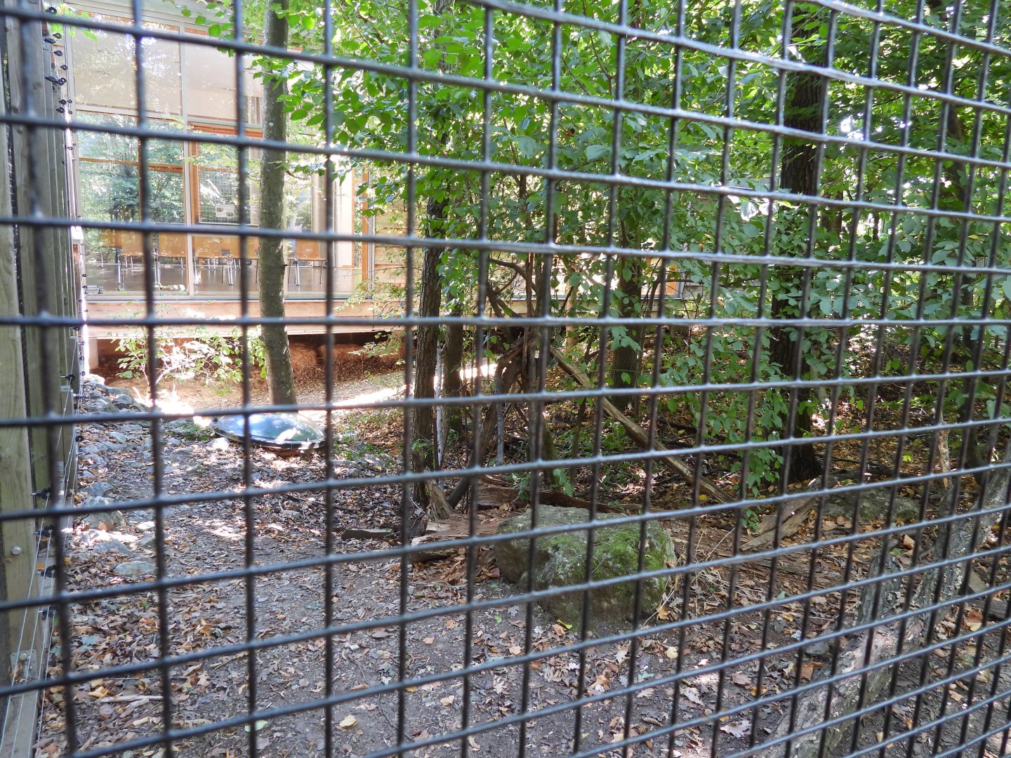 Wildcat exhibit at the national park house Thayatal