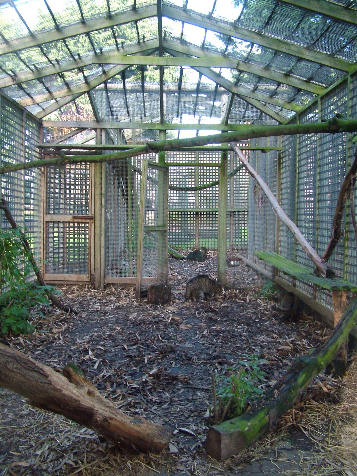 Wildcat exhibit at Wingham 28/11/09