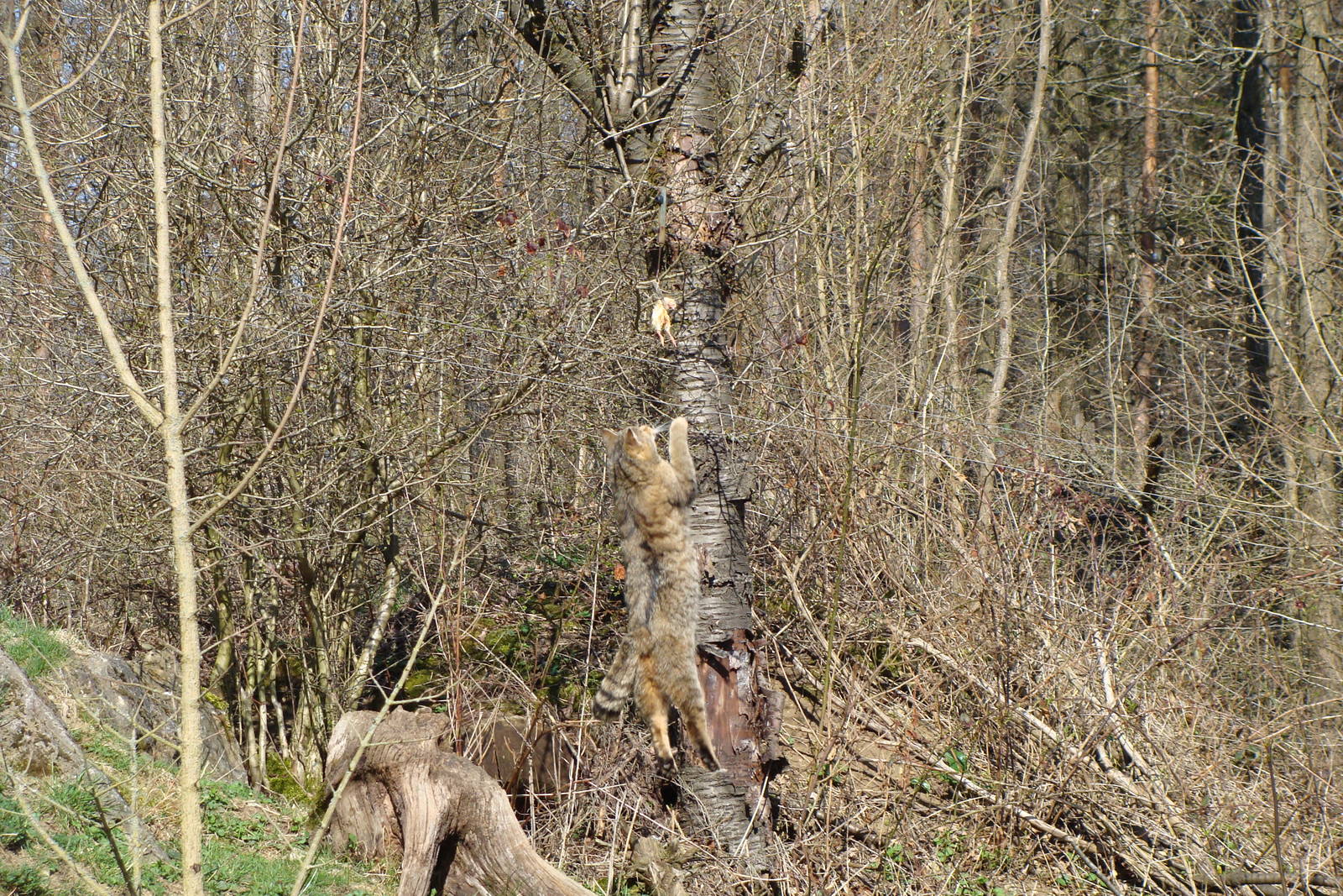 Wildcat feeding time