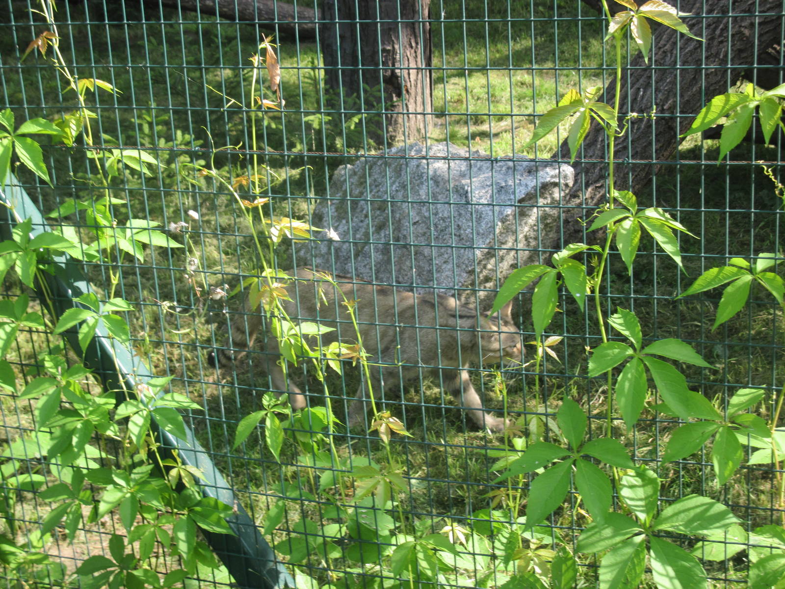 Wildcat (Felis silvestris)