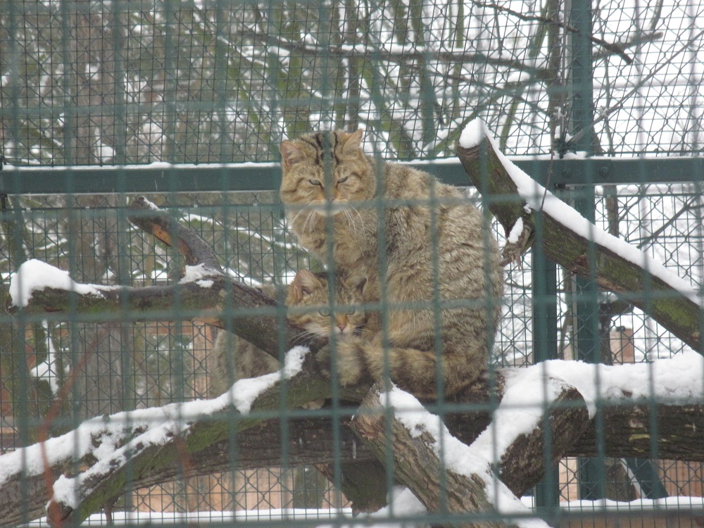 Wildcat (Felis silvestris)