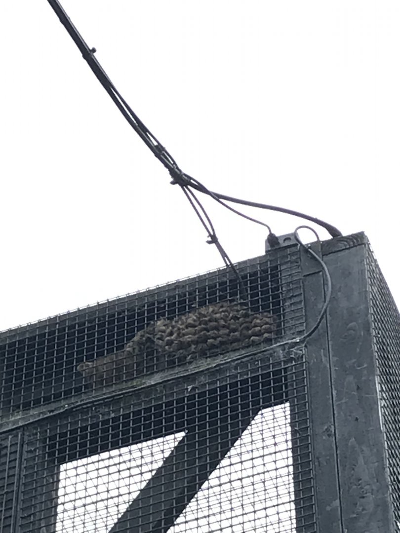 Wildcat fur pressed up again the cage lol