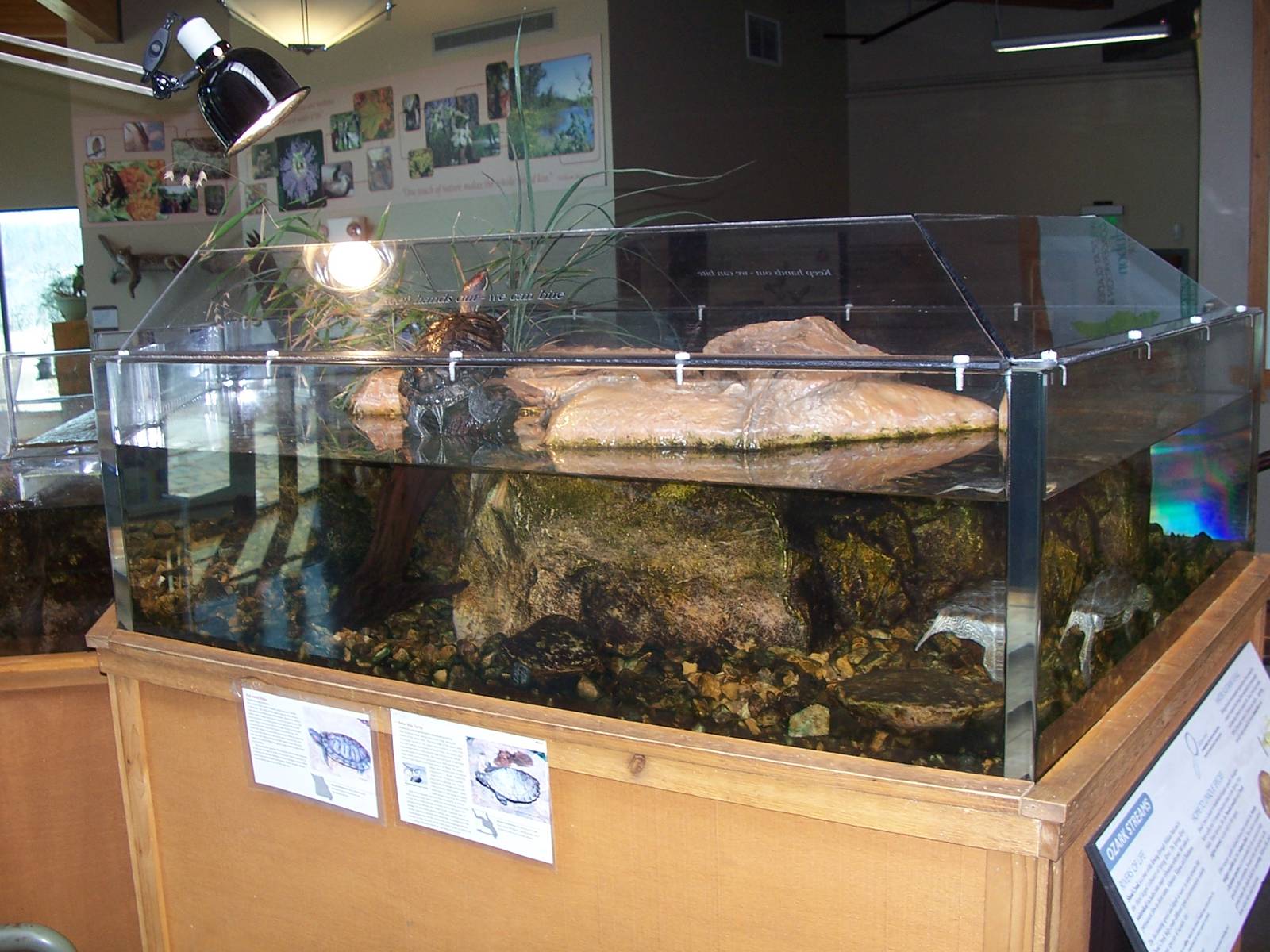 Wildcat Glades Audubon Center - Turtle Exhibit