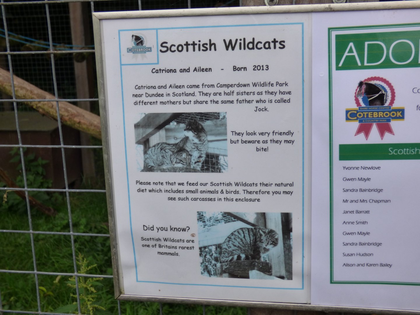 Wildcat Signage