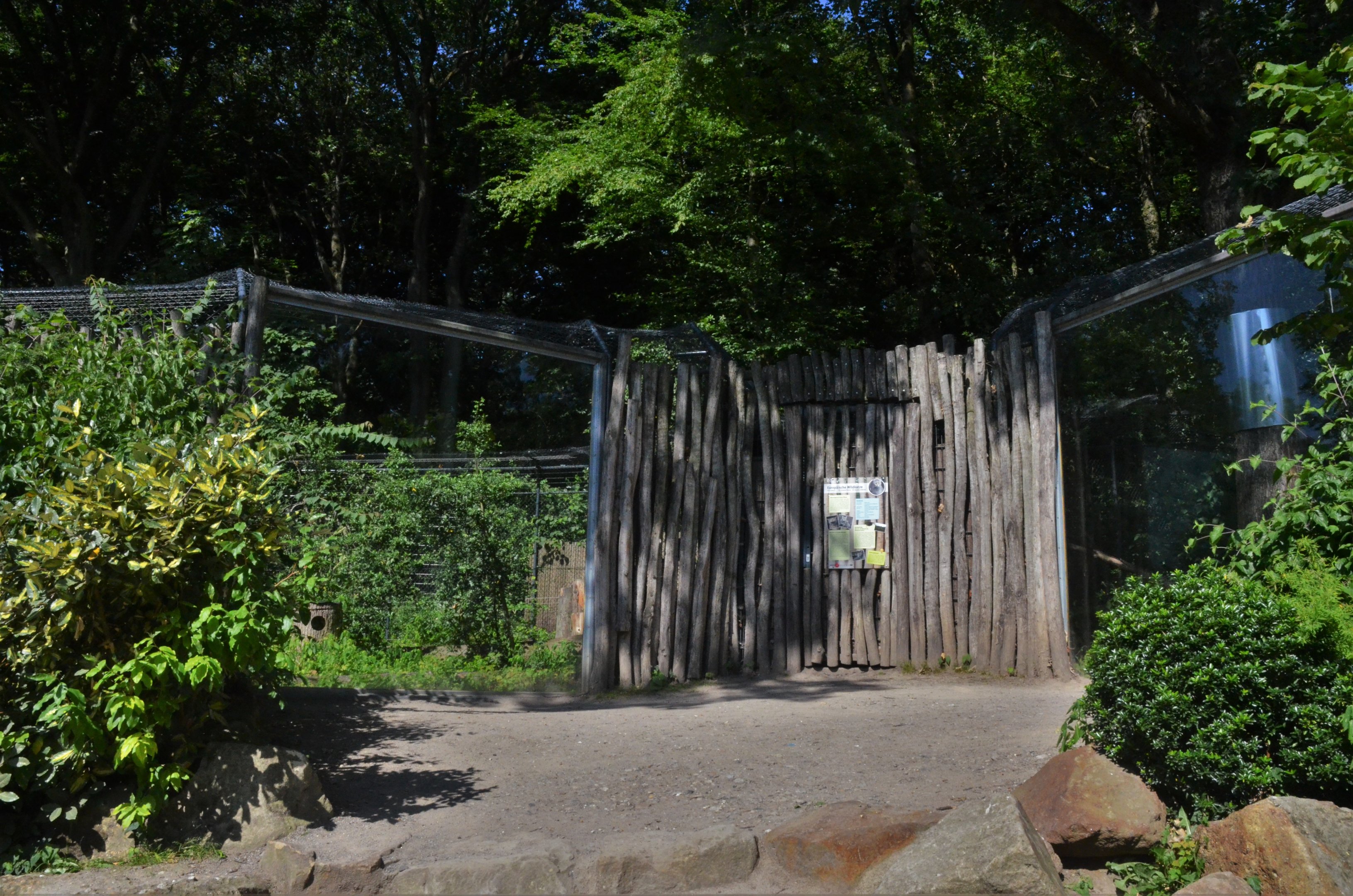 Wildcat Viewing at Duisburg, 17/06/19