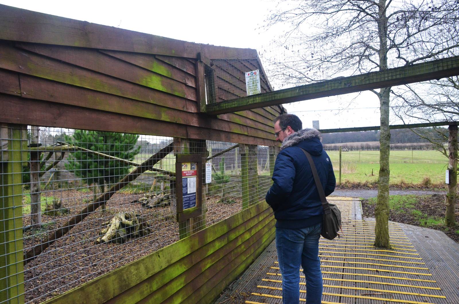 Wildcat Viewing at the Scottish Deer Centre, 06/02/16