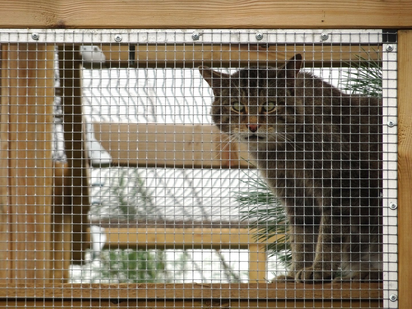 Wildcat, Wild Discovery, 2 August 2025