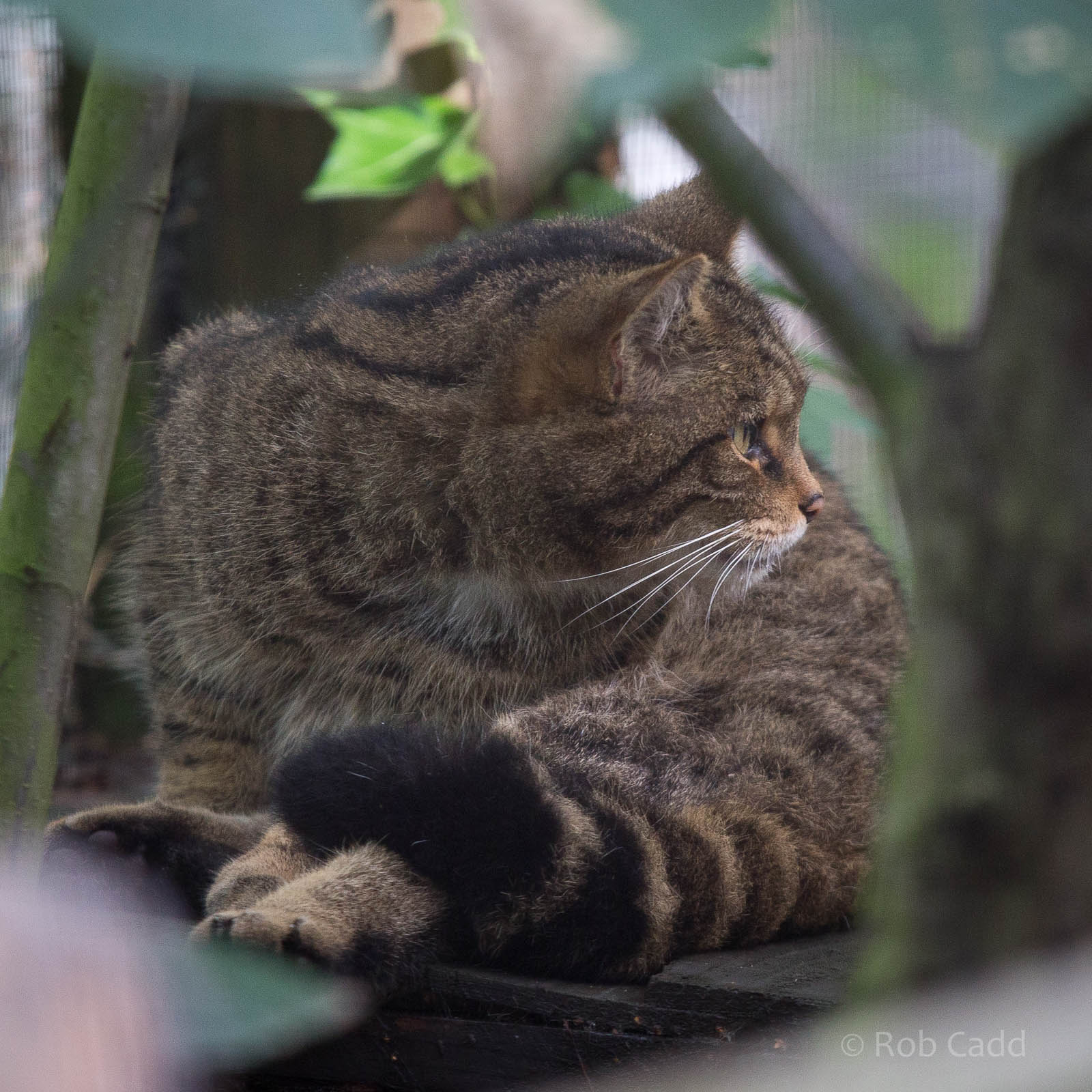 Wildcat : Wildwood : 16 Oct 2014