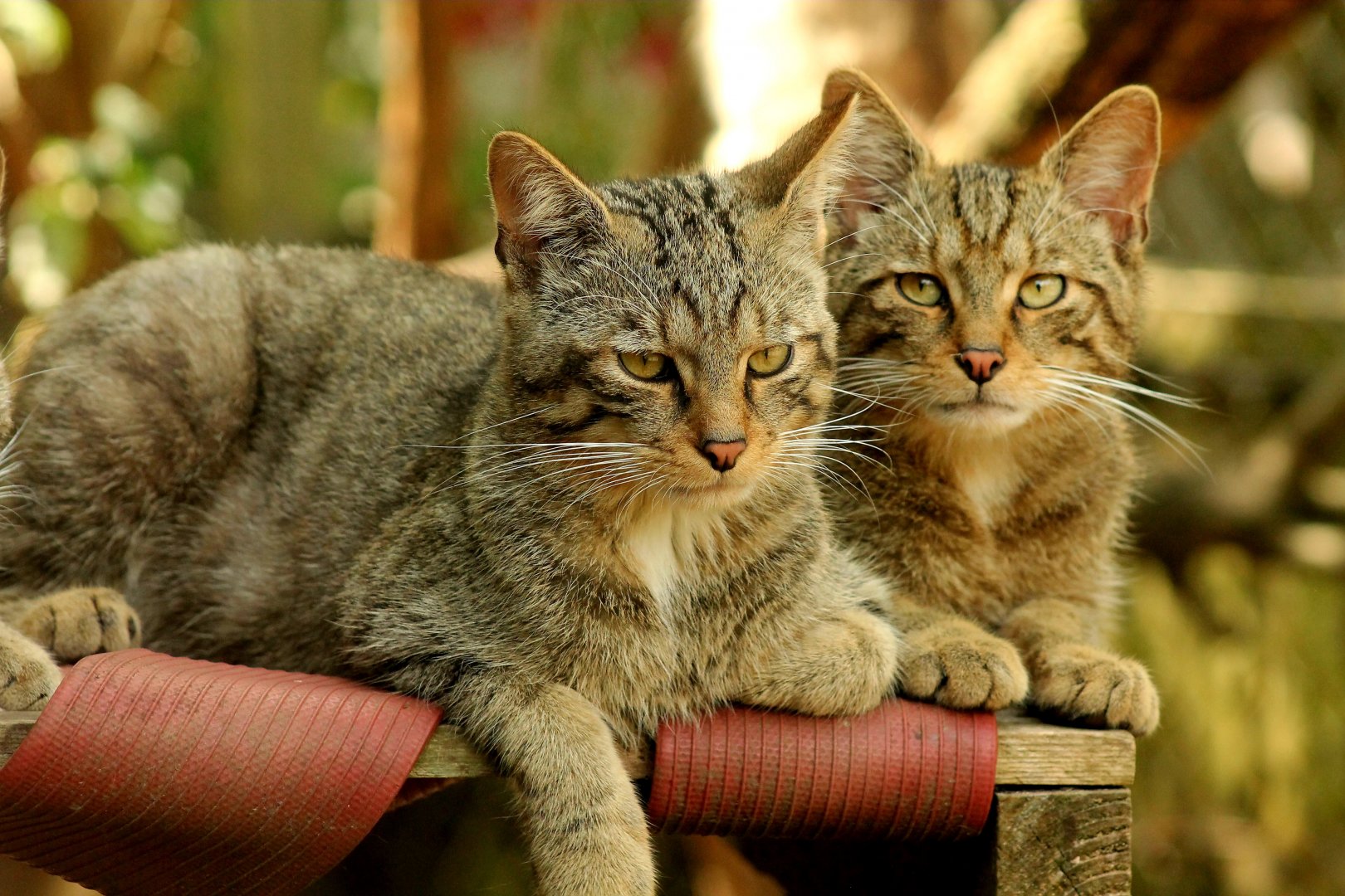 Wildcats - 25th June 2024