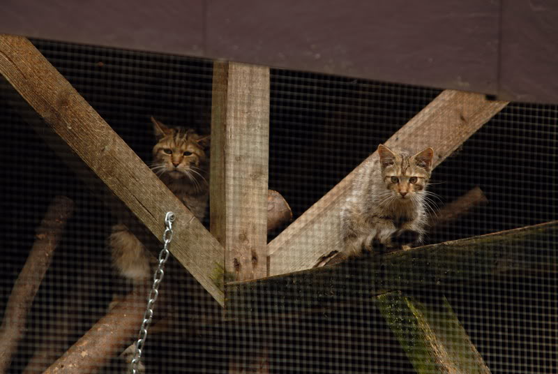 Wildcats at solingen