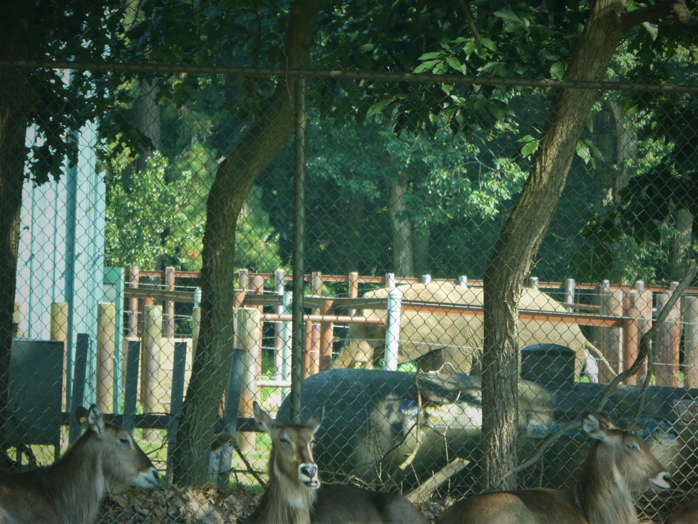 Wilde Plains - African Bush Elephant in Off-Exhibit Yard (Ellipsen Waterbuck in Foreground)