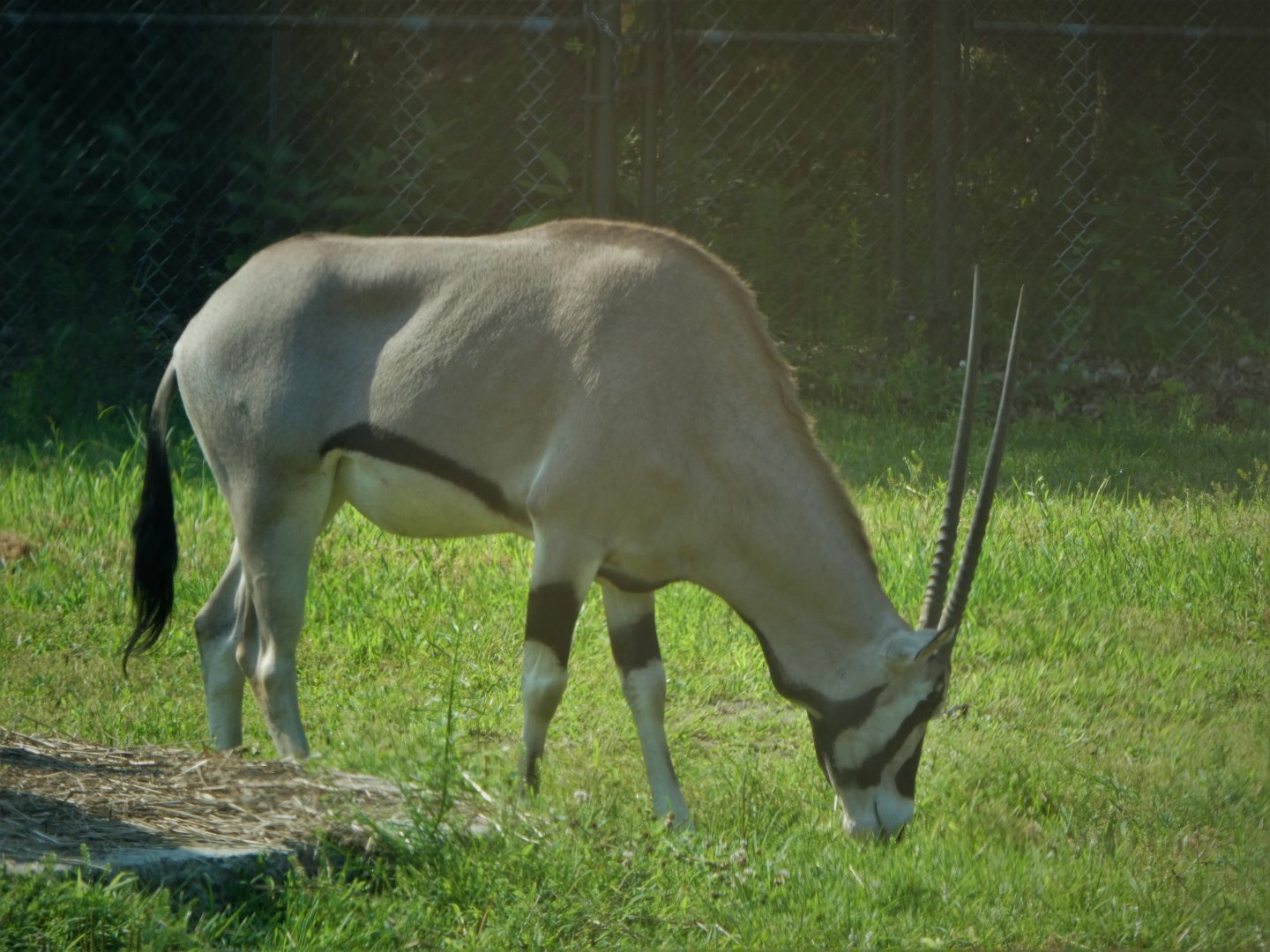 Wilde Plains - Beisa Oryx