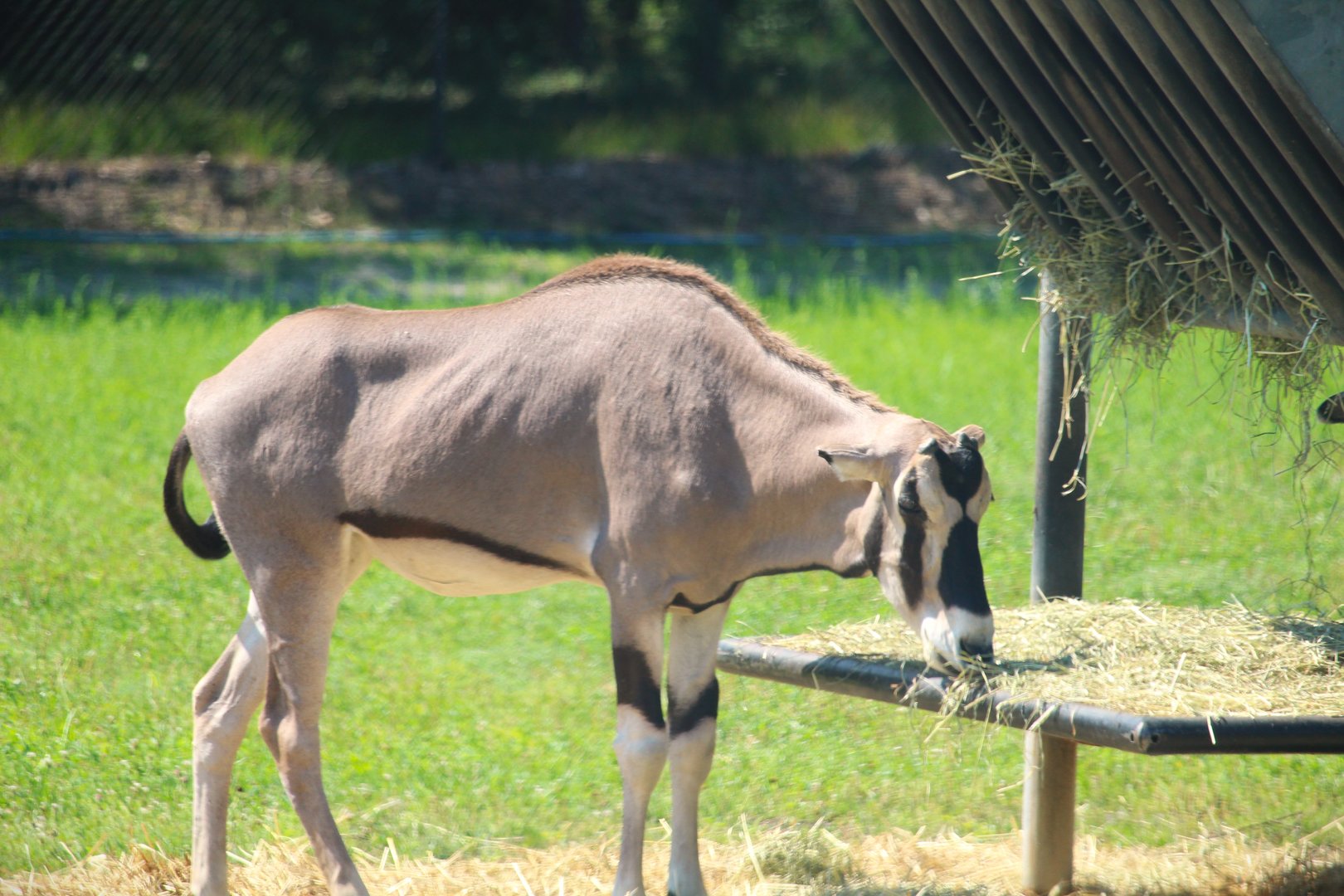 Wilde Plains - Beisa Oryx