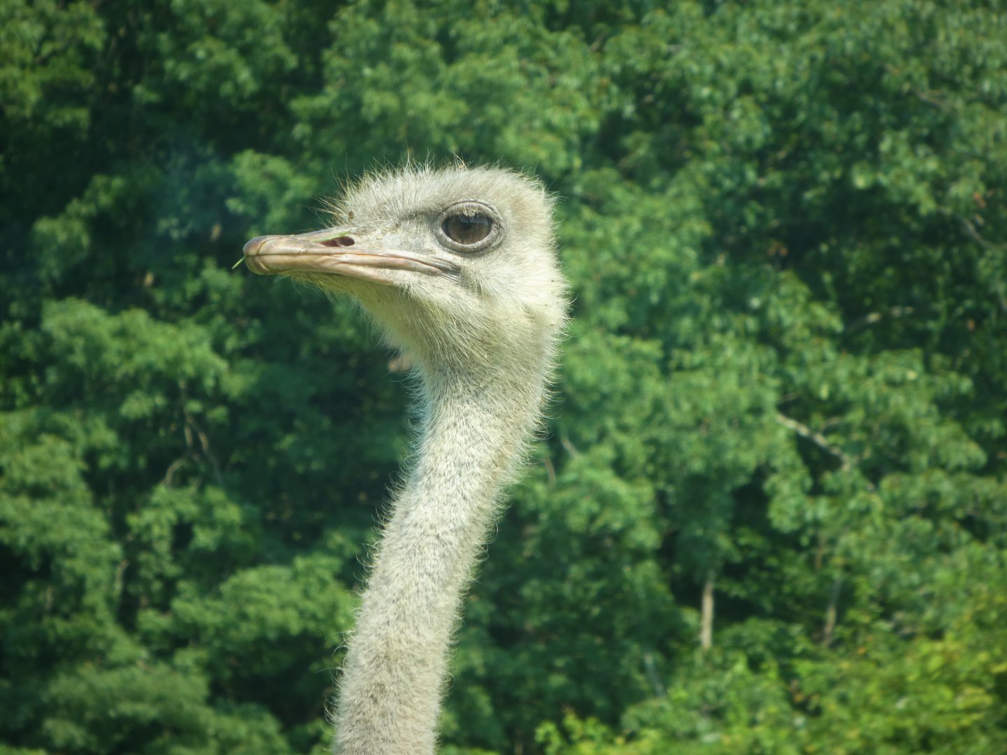Wilde Plains - Common Ostrich