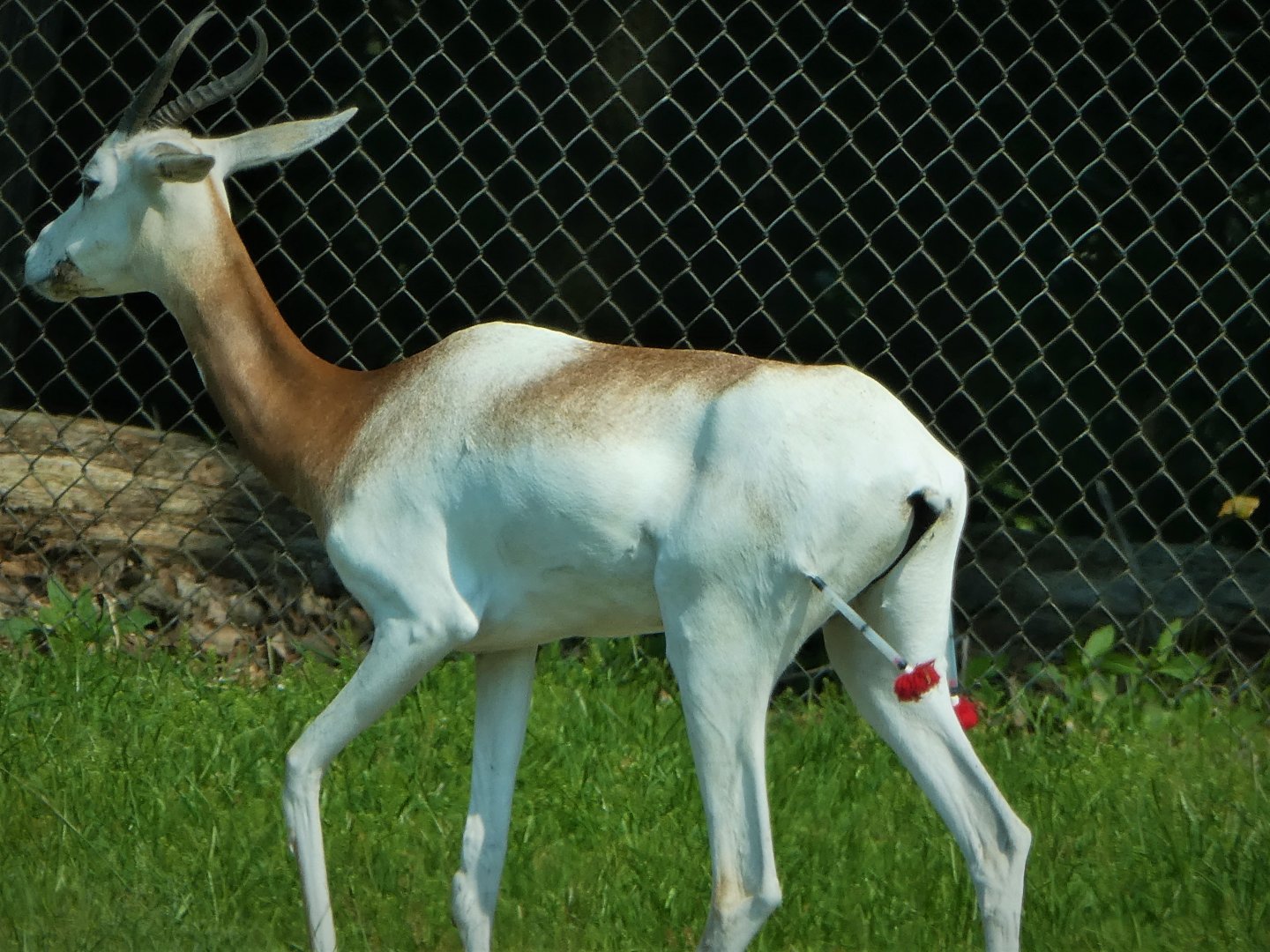 Wilde Plains - Dama Gazelle With Darts in Hind Legs