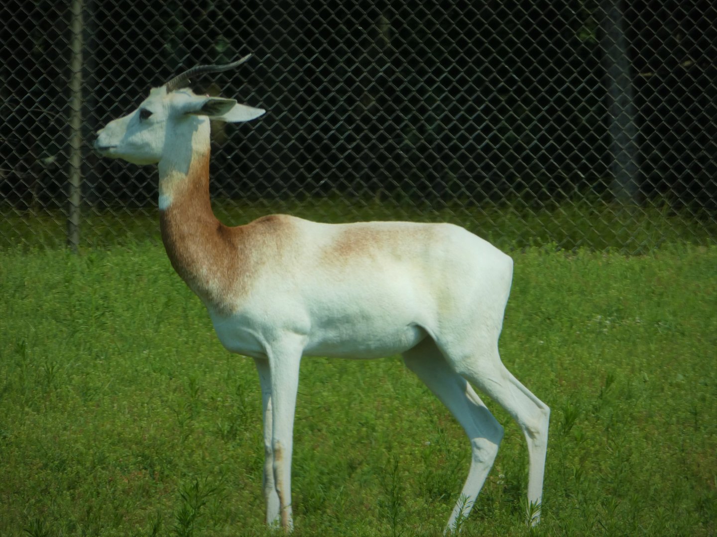Wilde Plains - Dama Gazelle