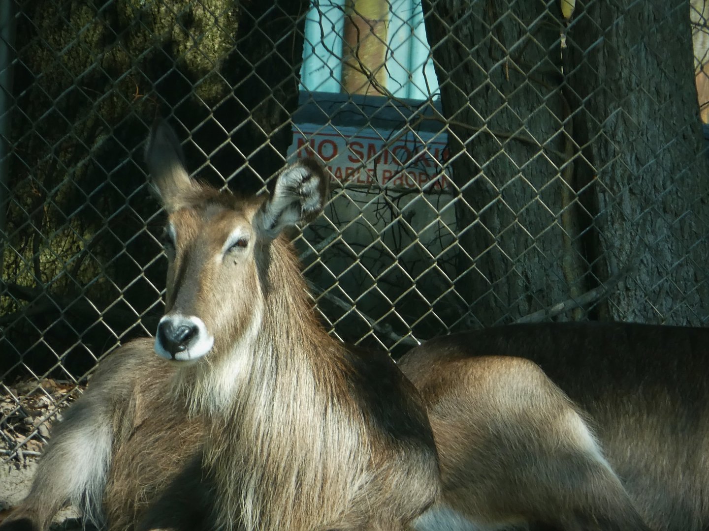 Wilde Plains - Ellipsen Waterbuck