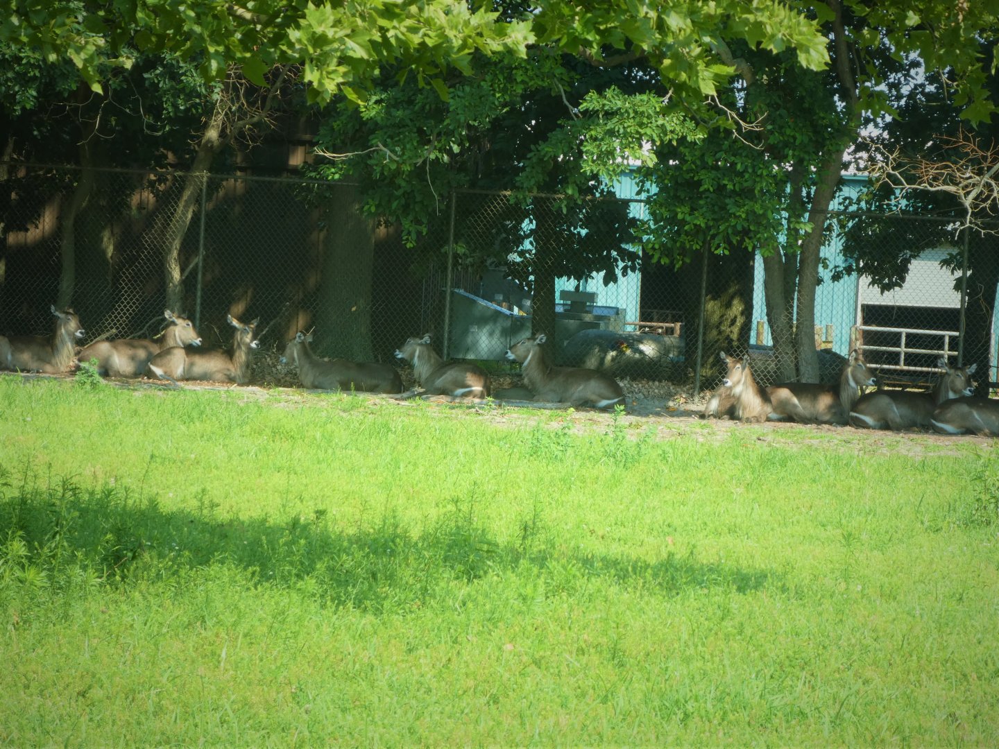 Wilde Plains - Ellipsen Waterbucks