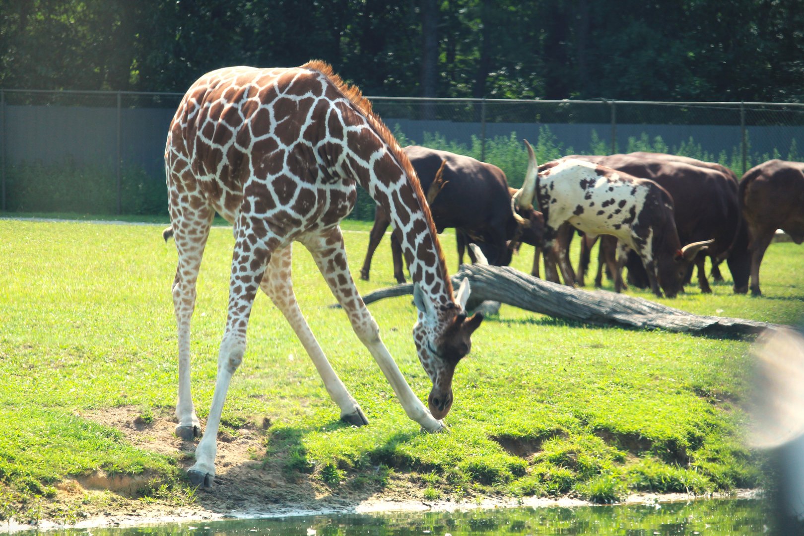 Wilde Plains - Giraffe